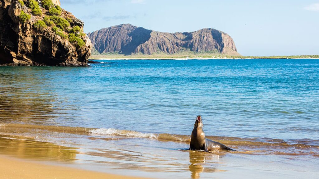 Leão-marinho em Galápagos, Equador