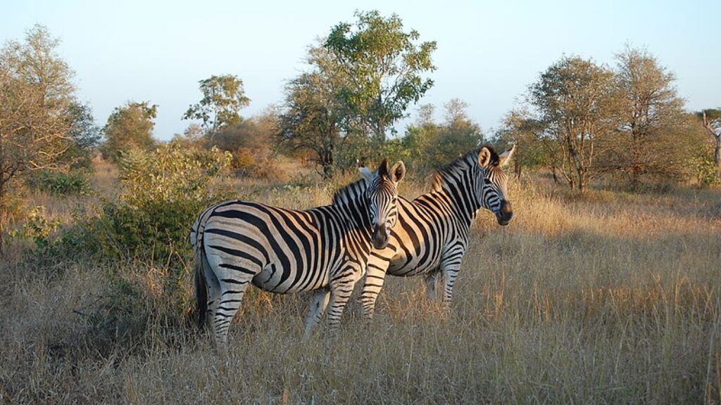 Zebras em Parque Nacional Kruger na África do Sul